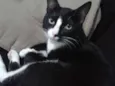 panqueca