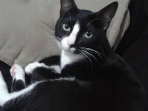 Gato raça  idade 7 a 11 meses nome panqueca