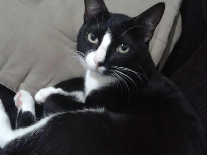 Gato ra a  idade 7 a 11 meses nome panqueca