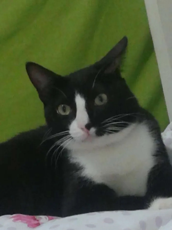 Gato ra a  idade 7 a 11 meses nome panqueca