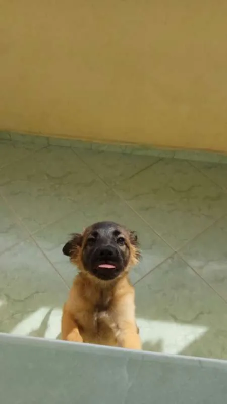 Cachorro ra a Pudo idade 7 a 11 meses nome Max