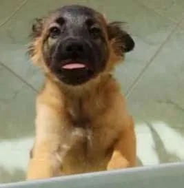 Cachorro raça Pudo idade 7 a 11 meses nome Max