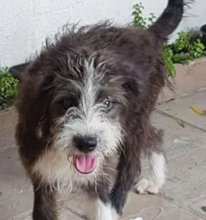 Cachorro raça srd idade 2 a 6 meses nome perdido