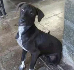 Cachorro raça mestiço  idade 1 ano nome Arthur e Adam