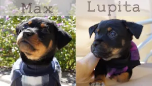 Cachorro raça SRD idade 2 a 6 meses nome Max e Lupita