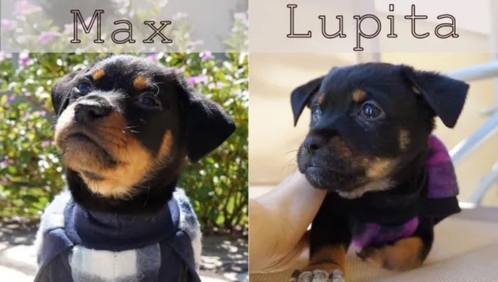 Cachorro ra a SRD idade 2 a 6 meses nome Max e Lupita