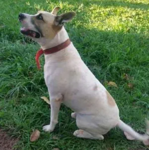 Cachorro raça Pit-Bull com vira lata idade 5 anos nome Toby