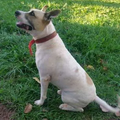 Cachorro ra a Pit-Bull com vira lata idade 5 anos nome Toby