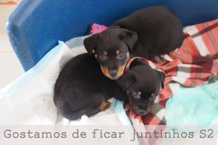Cachorro ra a SRD idade 2 a 6 meses nome Max e Lupita