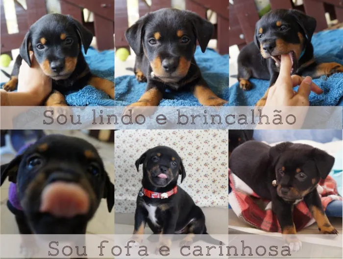 Cachorro ra a SRD idade 2 a 6 meses nome Max e Lupita
