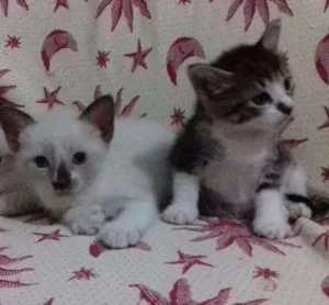 Gato raça misturada idade 2 a 6 meses nome adelaide e ciro
