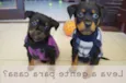 Max e Lupita
