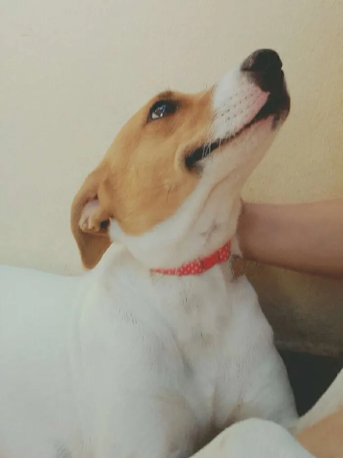 Cachorro raça SRD idade 1 ano nome Sem nome