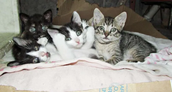 Gato raça  idade 2 a 6 meses nome Sem nome