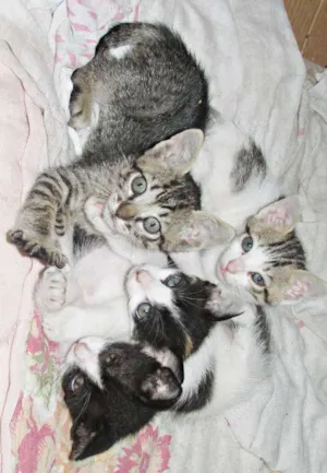 Gato raça  idade 2 a 6 meses nome Sem nome