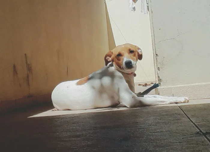 Cachorro raça SRD idade 1 ano nome Sem nome