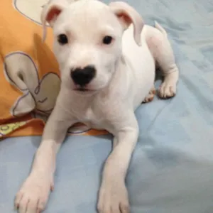 Cachorro raça Pit-Bull idade 7 a 11 meses nome Emma