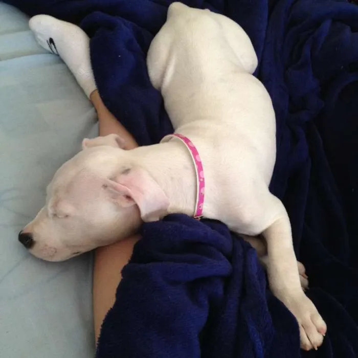 Cachorro ra a Pit-Bull idade 7 a 11 meses nome Emma