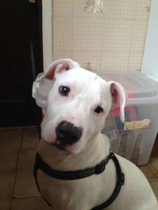 Cachorro ra a Pit-Bull idade 7 a 11 meses nome Emma