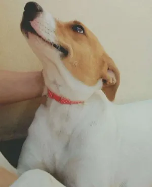 Cachorro raça SRD idade 1 ano nome Sem nome