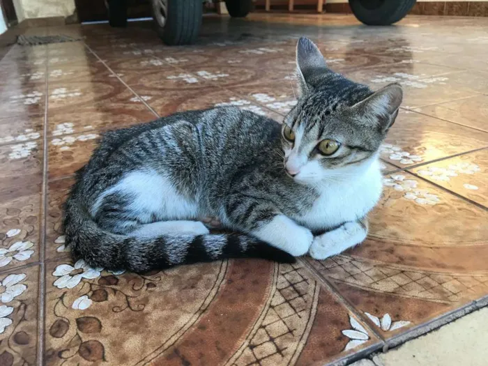 Gato ra a Vira-lata idade 2 a 6 meses nome Sem Nome