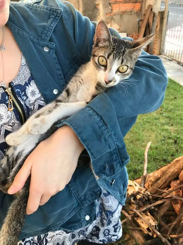 Gato ra a Vira-lata idade 2 a 6 meses nome Sem Nome