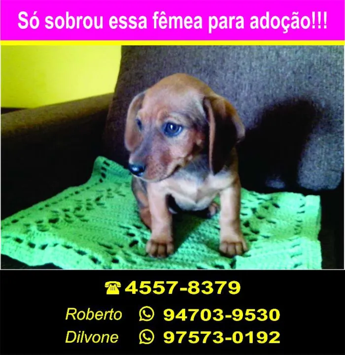 Cachorro ra a SRD idade 2 a 6 meses nome Não tem