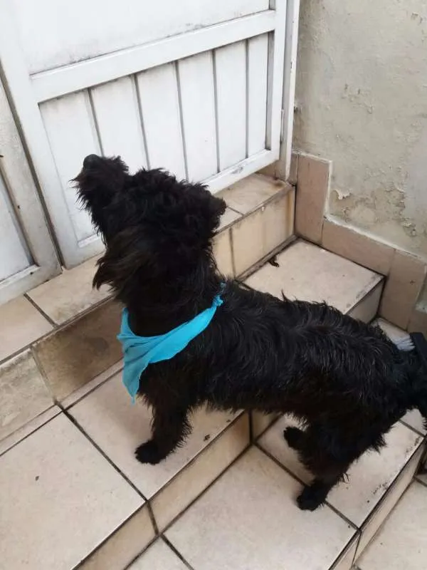 Cachorro ra a MIX idade  nome PAÇOCA