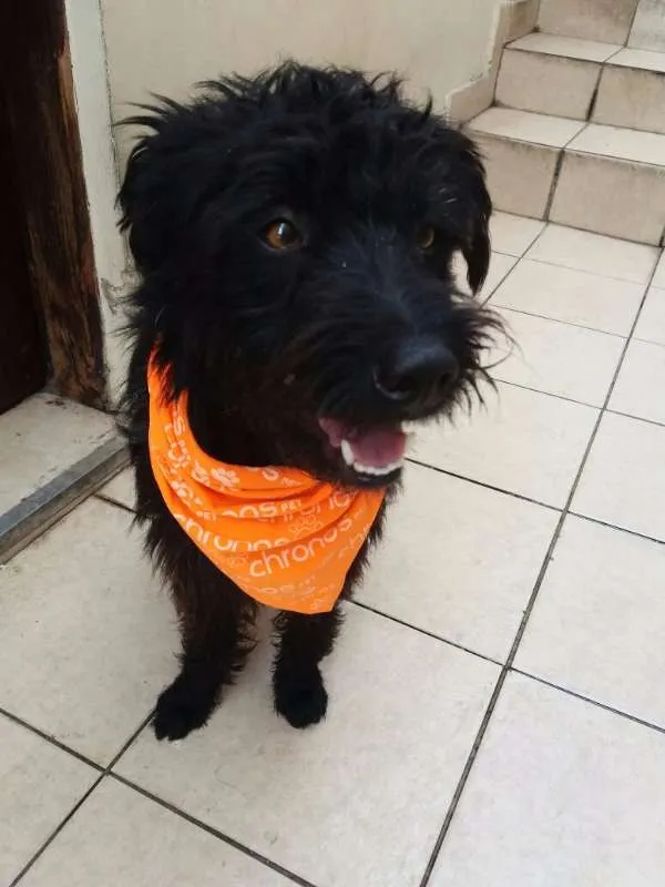 Cachorro ra a MIX idade  nome PAÇOCA