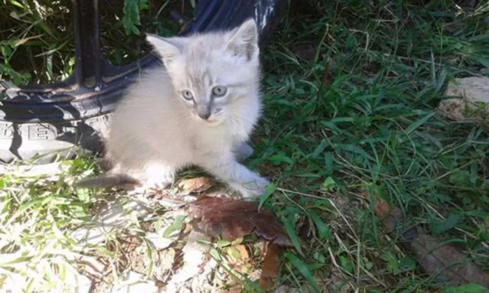 Gato ra a  idade Abaixo de 2 meses nome xarope,kiko,chaves e