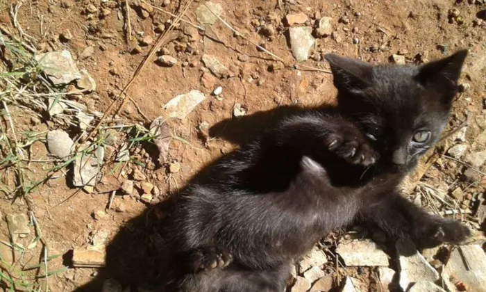 Gato ra a  idade Abaixo de 2 meses nome xarope,kiko,chaves e
