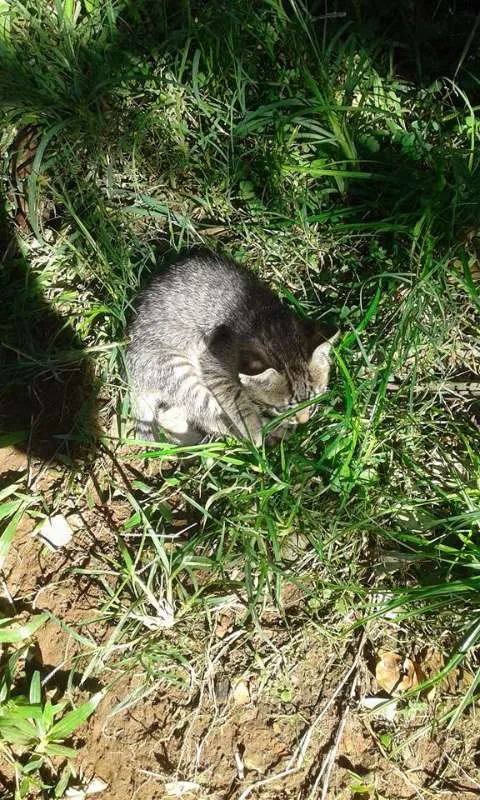 Gato ra a  idade Abaixo de 2 meses nome xarope,kiko,chaves e