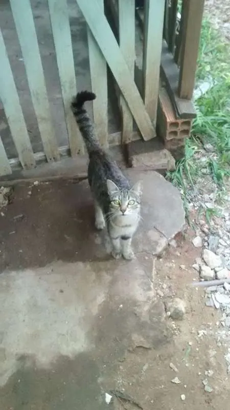 Gato ra a  idade Abaixo de 2 meses nome xarope,kiko,chaves e