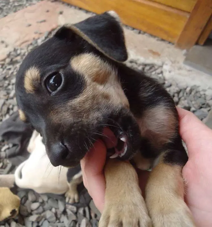 Cachorro ra a  idade 2 a 6 meses nome sem nome