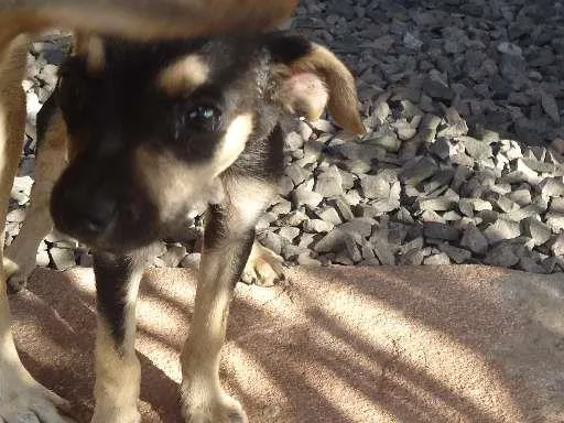 Cachorro ra a  idade 2 a 6 meses nome sem nome