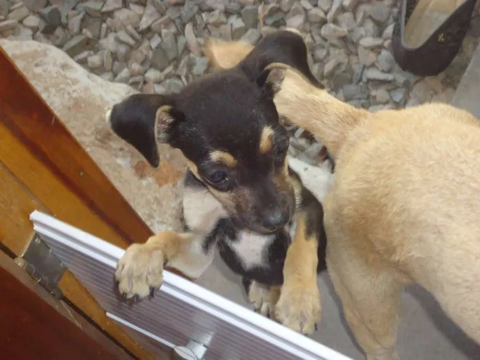 Cachorro ra a  idade 2 a 6 meses nome sem nome