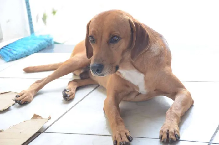 Cachorro ra a Não definida idade 4 anos nome Amarelo