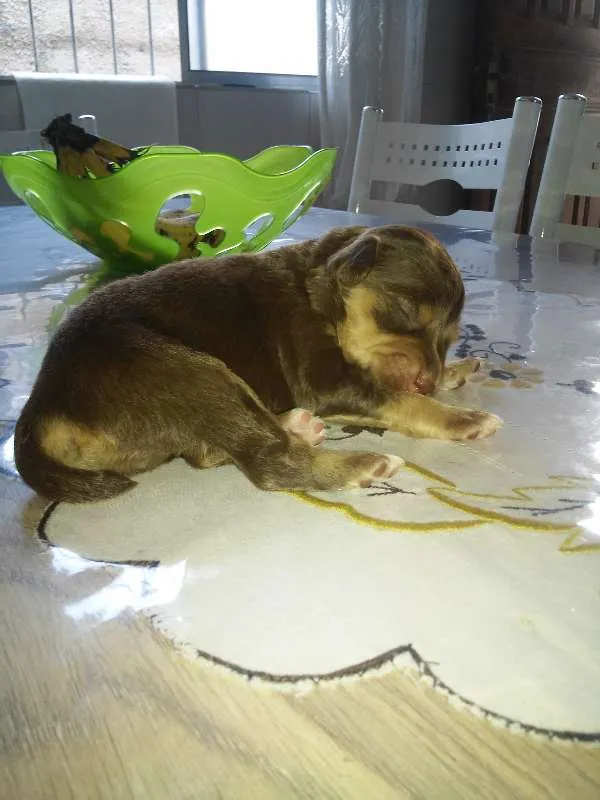 Cachorro raça Mestiço idade Abaixo de 2 meses nome Não tem