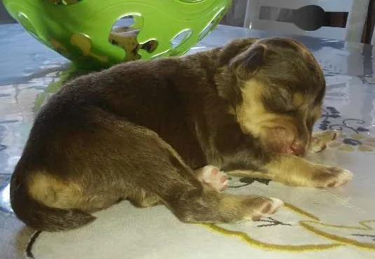 Cachorro raça Mestiço idade Abaixo de 2 meses nome Não tem