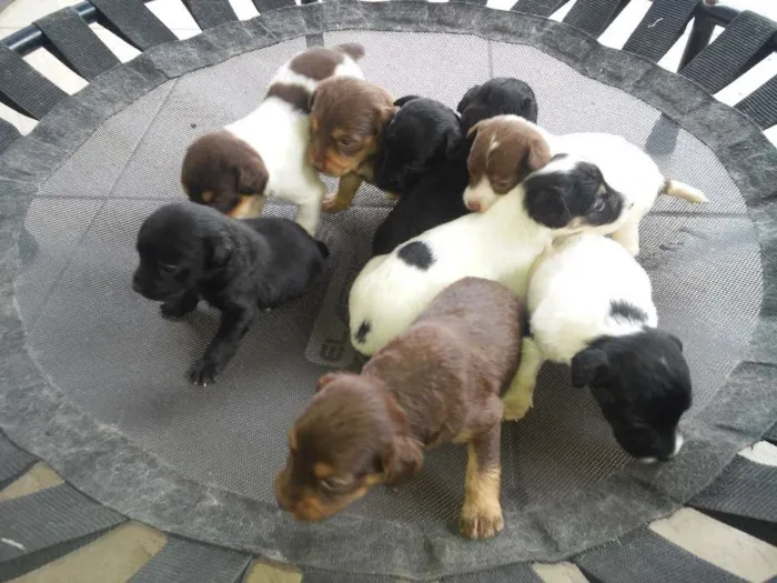 Cachorro raça Mestiço idade Abaixo de 2 meses nome Não tem