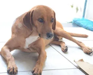 Cachorro raça Não definida idade 4 anos nome Amarelo