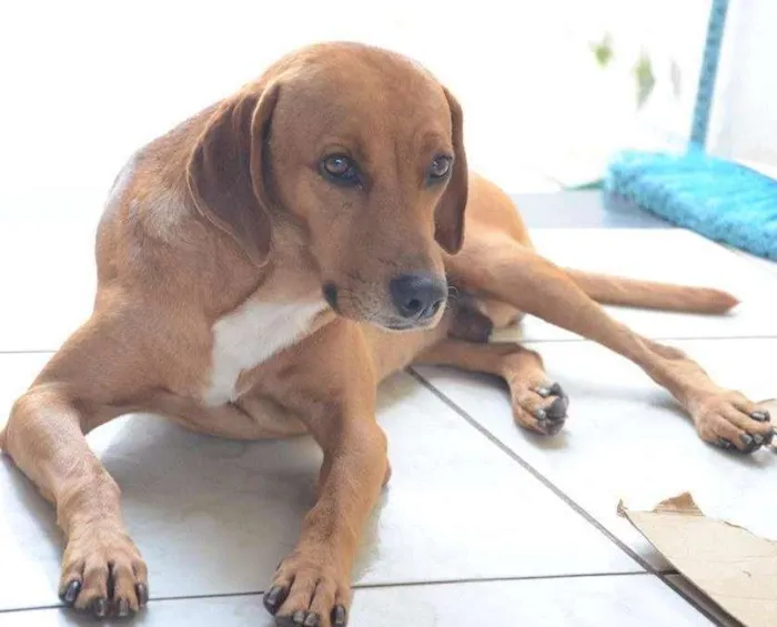 Cachorro ra a Não definida idade 4 anos nome Amarelo