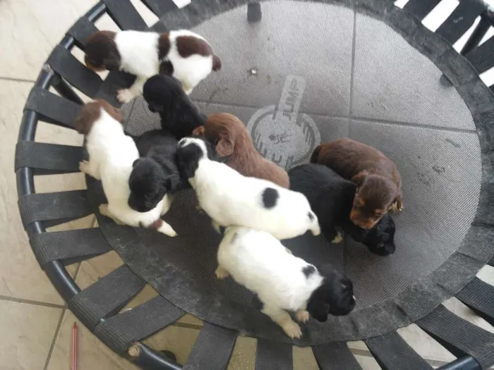 Cachorro raça Mestiço idade Abaixo de 2 meses nome Não tem