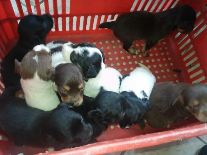 Cachorro raça Mestiço idade Abaixo de 2 meses nome Não tem