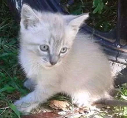 Gato ra a  idade Abaixo de 2 meses nome xarope,kiko,chaves e