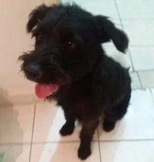Cachorro raça MIX idade  nome PAÇOCA