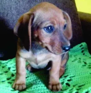 Cachorro raça SRD idade 2 a 6 meses nome Não tem