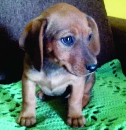Cachorro ra a SRD idade 2 a 6 meses nome Não tem