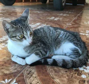 Gato raça Vira-lata idade 2 a 6 meses nome Sem Nome