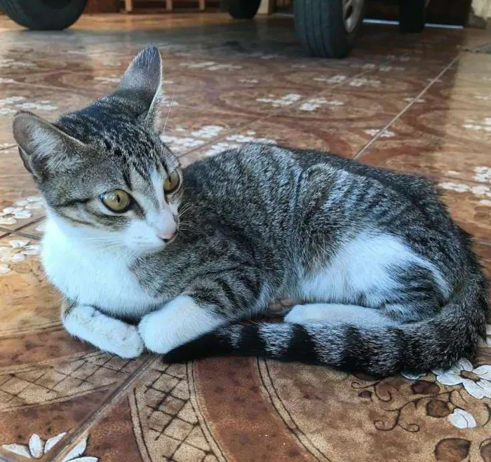 Gato ra a Vira-lata idade 2 a 6 meses nome Sem Nome